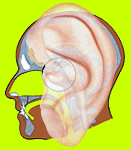 ear-and-brain_auditory