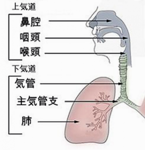 kokyuuki_keitou