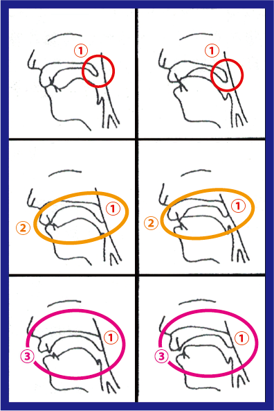 oral-cross-sectional-view