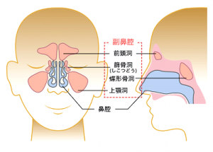 Paranasal sinus