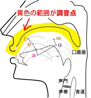 Oral cross-sectional view