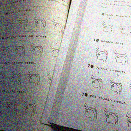 口腔断面図の種類