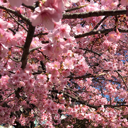 あざみ野河津桜