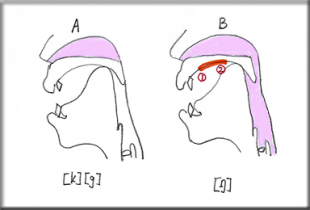 口音と鼻音